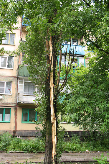 Utility Power Line Tree Clearing