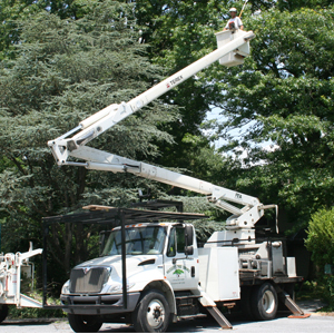 Professional Tree Services